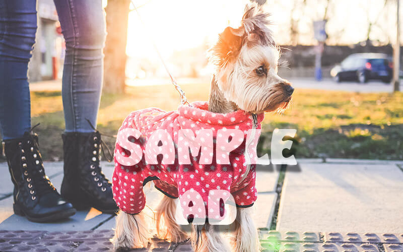 Pets for Rehoming in Gardena